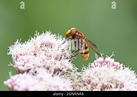 Mouche à cornes (Volucella zonaria) dite aussi Corneplet sur des fleurs de soucis des champs roses à Strumpshaw Fen Norfolk GB UK août 2021 Banque D'Images