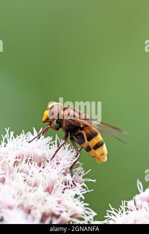 Hornet Hoverfly (Volucella zonaria) sur le chanvre rose fleurs Agrimony Strumpshaw Fen Norfolk GB UK août 2021 Banque D'Images