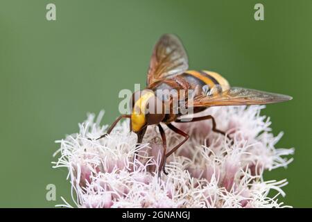 Hornet Hoverfly (Volucella zonaria) sur le chanvre rose fleurs Agrimony Strumpshaw Fen Norfolk GB UK août 2021 Banque D'Images