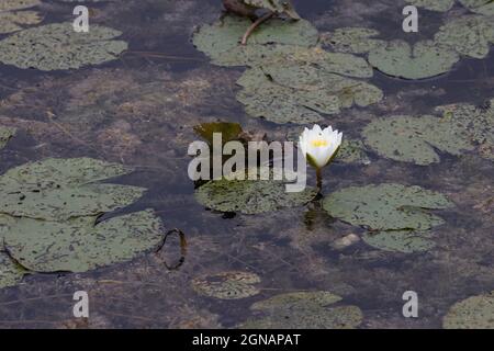 White Water-lily (Nymphaea alba) Banque D'Images