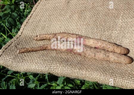 cannelle sur un sac de jute dans le jardin d'herbes Banque D'Images