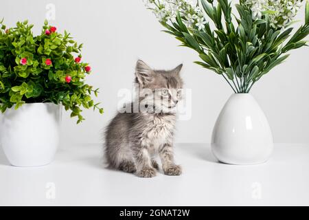 Mignon chaton gris âgé de 1 mois se trouve entre les fleurs sur un fond blanc. Interaction des chats et des plantes domestiques Banque D'Images