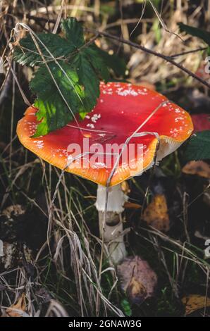 Amanita muscaria, connue sous le nom de mouche agarique ou mouche amanita champignon rouge Banque D'Images