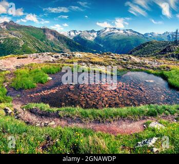 Matin d'été coloré près du lac Totensee au sommet de Grimselpass. Magnifique scène en plein air dans les Alpes suisses, canton de Berne, Suisse, Europe. Banque D'Images