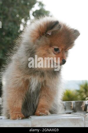 un beau chiot pomeranien de 2 mois, avec des cheveux touffés, des cendres beiges, blanc, noir,Semble heureux mais aussi méfiant, la Grèce Banque D'Images