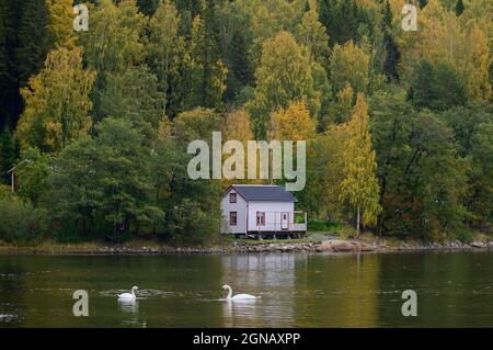 Deux cygnes muets nageant dans une baie en face d'un rivage avec forêt d'automne et une maison, Hoda Küsten, Suède Banque D'Images