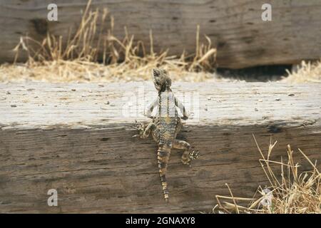 Un rocher à queue rousse magnifiquement marqué agama Stellagama stellio lizard grimpant de grands escaliers de chemin de fer cravate parmi les herbes sèches dans un parc naturel Banque D'Images