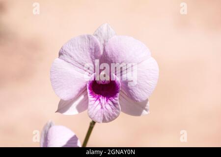 gros plan d'une seule orchidée blanche de phalaenopsis avec un centre violet et des marques de veine sur un fond beige flou Banque D'Images