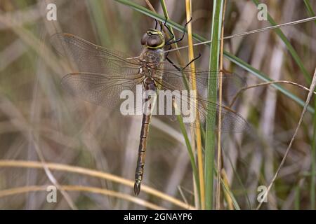 Empereur vagabond (Anax ephippiger) Waxham Norfolk UK GB septembre 2021 Banque D'Images