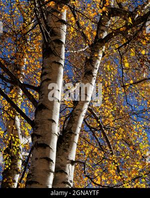 Bouleau argenté avec feuilles de couleur automnale en plein soleil contre un ciel bleu. Banque D'Images