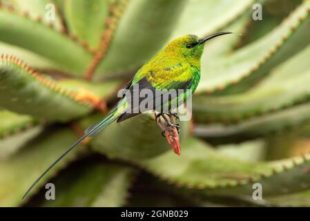 Oiseau de soleil malachite, Nectarina famosa, mâle dans le plumage de reproduction sur le férox d'Aloe, Grahamstown/Makhanda, Cap-Oriental, Afrique du Sud, 06 août 2020. Banque D'Images