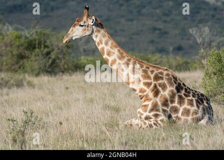 Giraffe sur une réserve de gibier privée près de Grahamstown/Makhansa, Cap oriental, Afrique du Sud, 07 novembre 2020. Banque D'Images