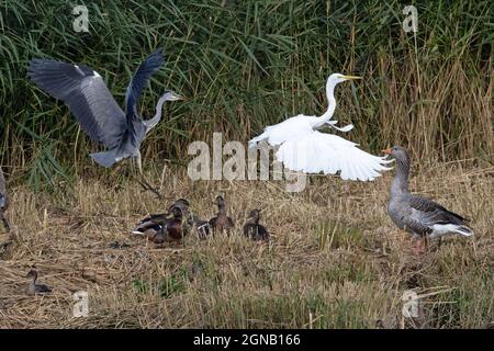 Grand (blanc) (commun) Egret (Ardea alba) Strumpshaw Fen Norfolk UK GB septembre 2021 Banque D'Images