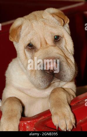 portrait d'un chiot de l'île-du-prince-édouard âgé de 2 mois debout et regardant secrètement.Grèce Banque D'Images