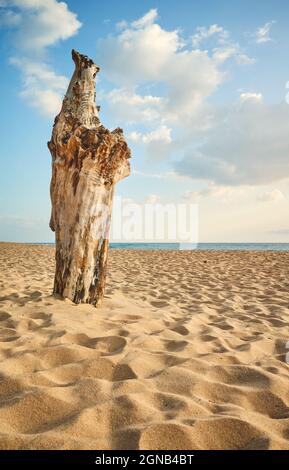 Tronc d'arbre dans le sable sur une plage tropicale vide. Banque D'Images