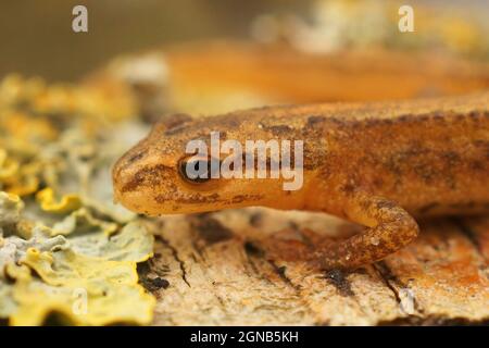 Gros plan sur un sous-adulte Common Smooth Newt , Lissotriton vulgaris Banque D'Images