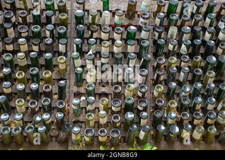 TRÈVES, ALLEMAGNE - 23 octobre 2016 : un mur décoré de bouteilles de vin vides. Banque D'Images