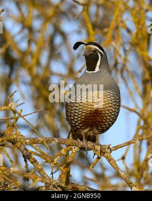 Mâle California Quail (Callipepla californica), Sacramento County Calfifornia États-Unis Banque D'Images