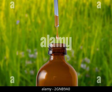 Essence de fines herbes. L'huile essentielle s'écoule de la pipette vers la bouteille. Gros plan. Fond vert d'herbe et de fleurs sauvages hors foyer Banque D'Images