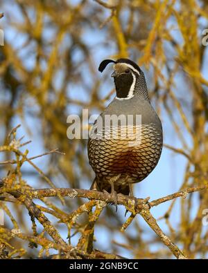 Mâle California Quail (Callipepla californica), Sacramento County Calfifornia États-Unis Banque D'Images