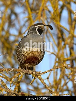 Mâle California Quail (Callipepla californica), Sacramento County Calfifornia États-Unis Banque D'Images