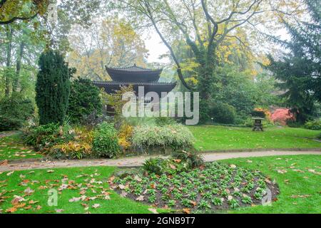 Automne incroyable dans le jardin japonais de Leverkusen. Feuilles jaunes sur le sol et une sorte de bâtiment qui ressemble à une pagode. Un peu brumeux, là Banque D'Images