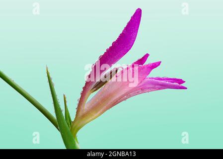 Fleur italienne Gladiolus recouverte de rosée avec fond clair Banque D'Images