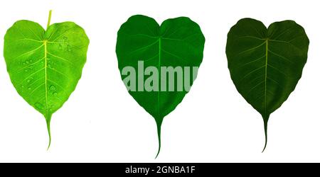 Trois feuilles vertes isolées sur fond blanc (feuille de Pho, feuille de bo, feuille de bothi) Banque D'Images