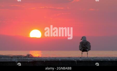 Gull vole loin de la scène de la mer au coucher du soleil Banque D'Images