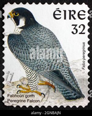 IRLANDE - VERS 1997 : un timbre imprimé en Irlande montre le faucon pèlerin, Falco Peregrinus, oiseau de proie, vers 1997 Banque D'Images