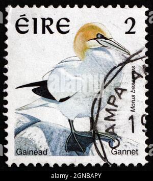 IRLANDE - VERS 1997 : un timbre imprimé en Irlande montre le Northern Gannet, Morus bassanus, Seabird, vers 1997 Banque D'Images