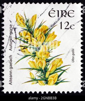 IRLANDE - VERS 2006: Un timbre imprimé en Irlande montre la Gorse d'automne, Ulex Gallii, arbuste Evergreen, vers 2006 Banque D'Images