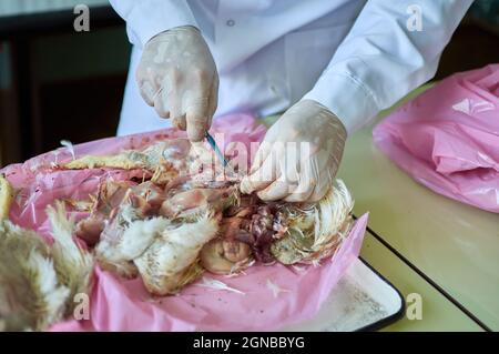 dissection post mortem. Réalisation de la nécropsie de volaille de poulet par vétérinaire. Banque D'Images