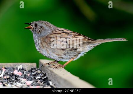 parterres de haies ou de dunnock pour adultes perchés Banque D'Images