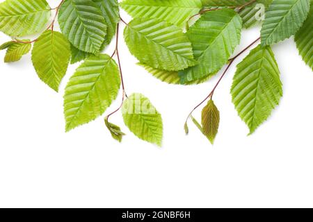 Feuilles de charme isolées sur fond blanc. Vue de dessus Banque D'Images