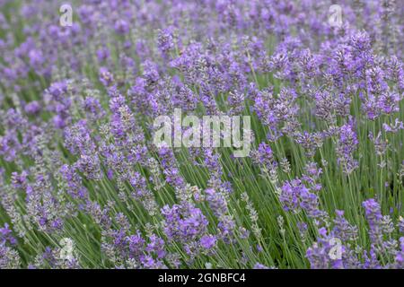 Gros plan de Lavandula angustifolia 'Violet de Twickel', une lavande anglaise aromatique, Angleterre, Royaume-Uni Banque D'Images