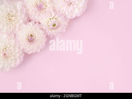 Image abstraite tendance de fleurs blanches sur fond de lilas tendance dans le style de pose plate pour le design de décoration. Concept de vacances romantiques. Magnifique carte cadeau rose avec espace copie. Banque D'Images