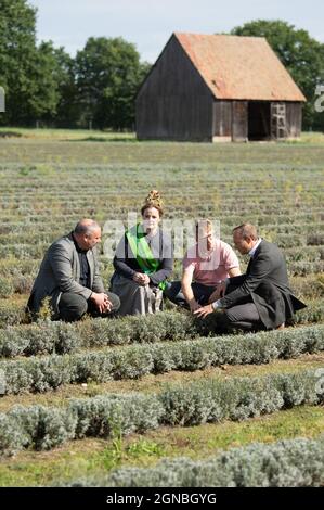 Niesky, Allemagne. 24 septembre 2021. Torsten Krawczyk (l-r), président de l'Association des agriculteurs de l'État de Saxe, Harvest Queen Wibke Frotscher, Andreas Graf, directeur d'Agrargenossenschaft See, et Wolfram Günther (Bündnis90/Die Grünen), ministre de l'Environnement de Saxe, sont assis sur un champ de lavande en marge d'une conférence de presse sur le bilan de la récolte libre de l'État. Après trois années sèches, le temps pluvieux a maintenant causé des pertes dans la récolte. Credit: Sebastian Kahnert/dpa-Zentralbild/dpa/Alay Live News Banque D'Images