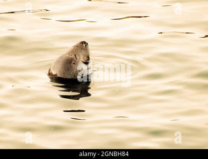 Sceller dans l'eau Banque D'Images