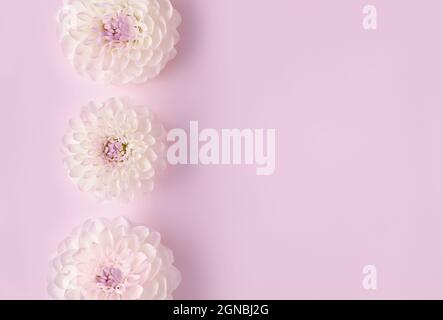 Image abstraite tendance de fleurs blanches sur fond de lilas tendance dans le style de pose plate pour le design de décoration. Concept de vacances romantiques. Magnifique carte cadeau rose avec espace copie. Banque D'Images