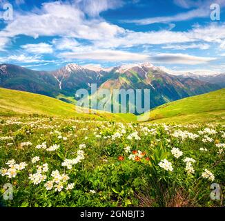 Champs de fleurs blanches en fleurs dans les montagnes du Caucase en juin. Vue matinale ensoleillée sur la colline de la haute-Svanetia, Géorgie, Europe. Beauté Banque D'Images