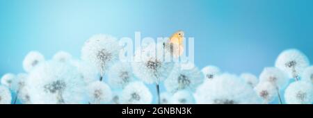 Papillon sur pissenlits blancs sur fond bleu. Banque D'Images