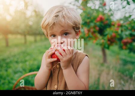 Joli petit garçon mangeant une pomme rouge mûre dans un beau jardin. Son explore les plantes, la nature en automne. Une scène incroyable avec un enfant. Concept de l'enfance Banque D'Images