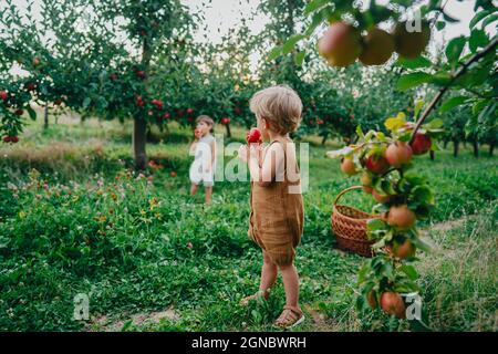 Les petits garçons adorables ramassant et mangeant des pommes rouges mûres. Frères dans le jardin explore les plantes, la nature en automne. Scène incroyable. Lits jumeaux, famille Banque D'Images