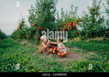 De jolis petits garçons se nourrissant les uns les autres avec des pommes mûres près des paniers. Les enfants dans le jardin explorent les plantes, la nature en automne. Scène incroyable avec les enfants Banque D'Images