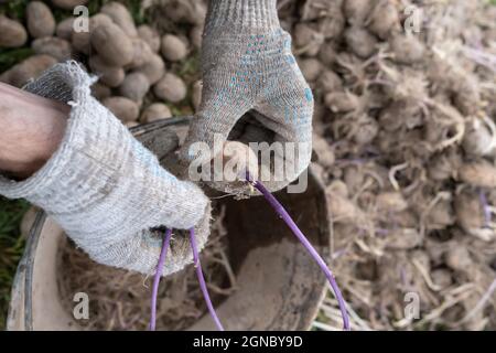 Les mains gantées pchent les pousses et les racines des vieilles pommes de terre et les jettent dans un seau, à l'extérieur, dans le village. Vue de dessus. Banque D'Images