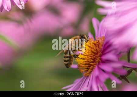 un gros plan d'une abeille collectant le nectar d'une fleur d'aster d'automne Banque D'Images