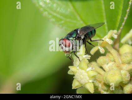 Gros plan macro de la mouche avec bulle. Banque D'Images