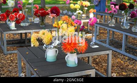 L'exposition en plein air des variétés Dahlia pinnata. Diverses fleurs coupées de couleur dans les vases sont placées en rangées sur les podiums. De beaux échantillons de l'écoulement Banque D'Images