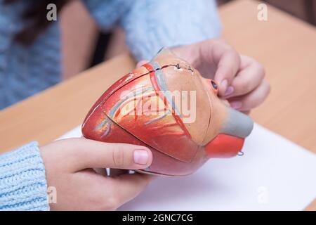 Les mains de l'élève examinent le modèle du cœur en gros plan. Un écolier effectue une tâche sur le lieu de travail. Le concept de l'éducation, de l'enseignement des connaissances, des compétences et des capacités des enfants. Banque D'Images